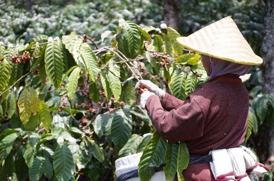Coffee Sangit and Plantation