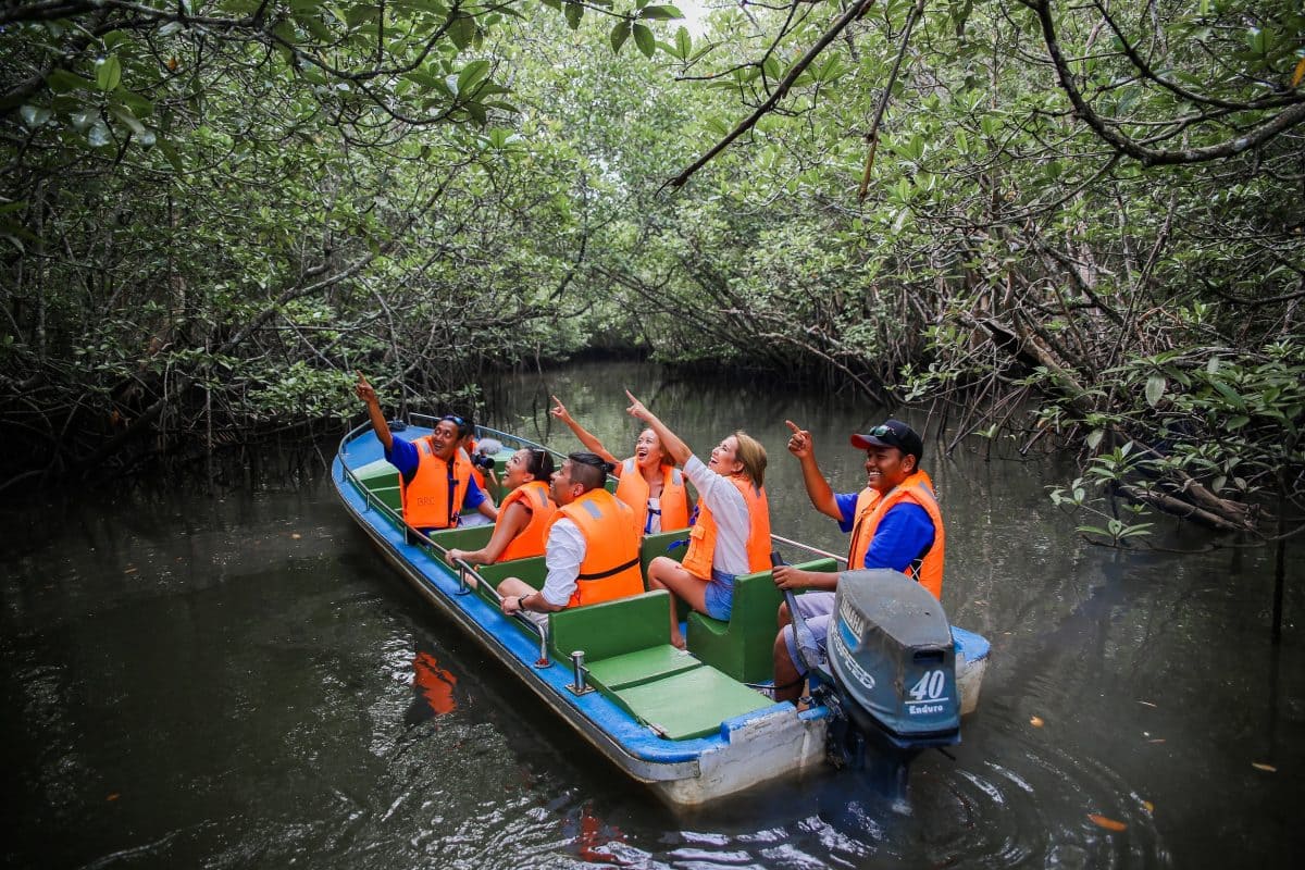 Mangrove Journey